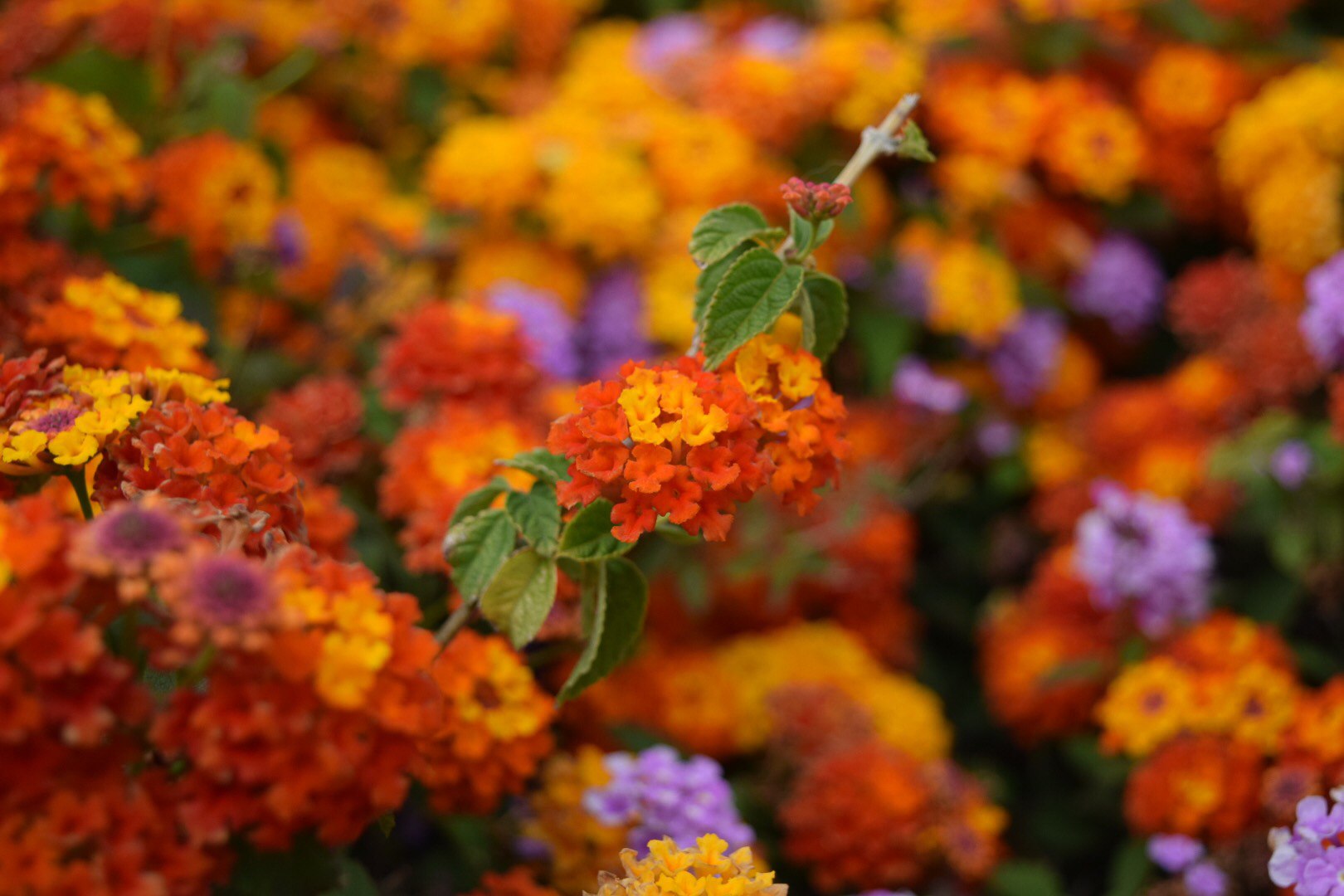 a field of red and orange flowers